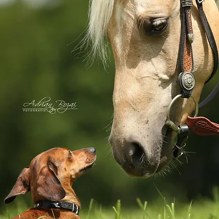 Sonnenhof, Auf Reitanlage