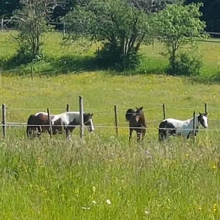 아파트 Sonnenhof, Auf Reitanlage *