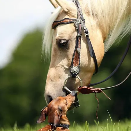 아파트 Sonnenhof, Auf Reitanlage
